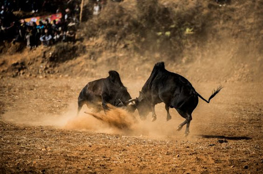 bull fighting